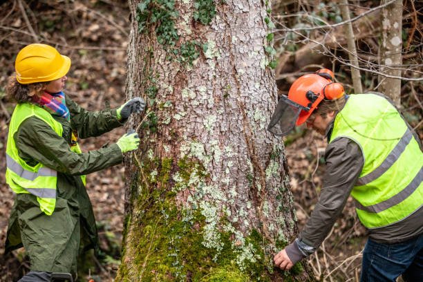 Trusted St Gabriel, LA Tree Services Experts