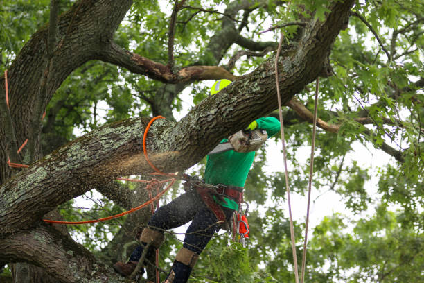 How Our Tree Care Process Works  in  St Gabriel, LA